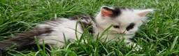 Mixed Breed cats for sale: Lovely kittens looking for forever homes - Advert 11