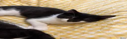Mixed Breed cats for sale: cute black and white kittens - Advert 3