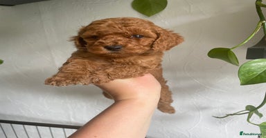 Cockapoo dogs - Advert 11