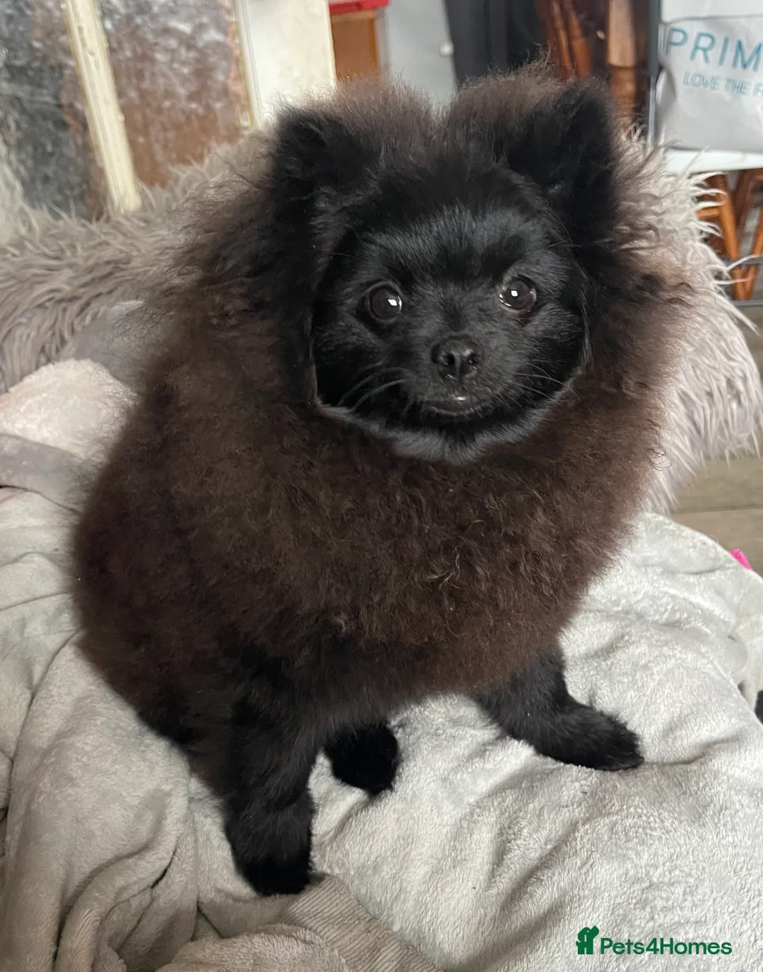 Pomeranian dogs for sale: Stunning KC reg Pomeranians 🌟REDUCED🌟 - Advert 25