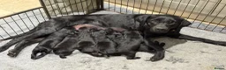 Labrador Retriever dogs for sale: One gorgeous bitch left  in Thame - Advert 5