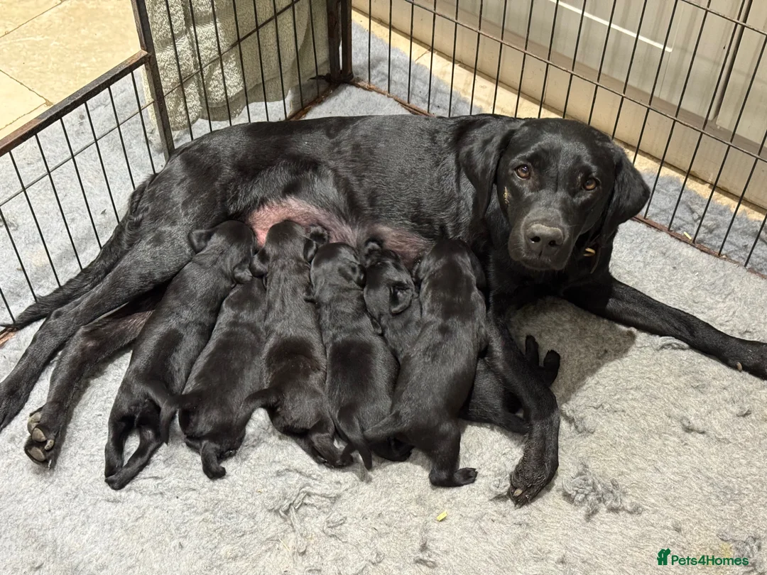 Labrador Retriever dogs for sale: One gorgeous bitch left  in Thame - Advert 5