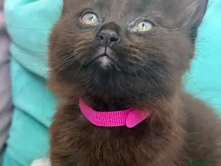 Mixed Breed cats Fluffiest of Fluff Balls - Advert 3