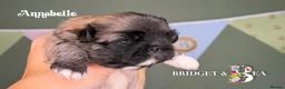 Pekingese dogs for sale: Fawn girl & boy kc reg licensed breeder - Advert 4