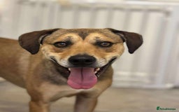 Mixed Breed dogs for adoption: Meet Milo: A Sensitive, Playful Companion - Image 3