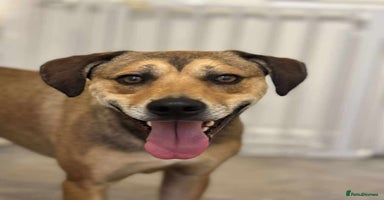 Mixed Breed dogs - Advert 13
