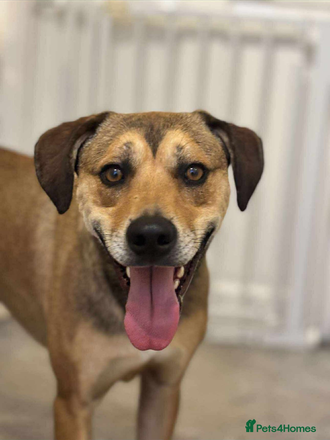 Mixed Breed dogs for adoption: Meet Milo: A Sensitive, Playful Companion - Image 3