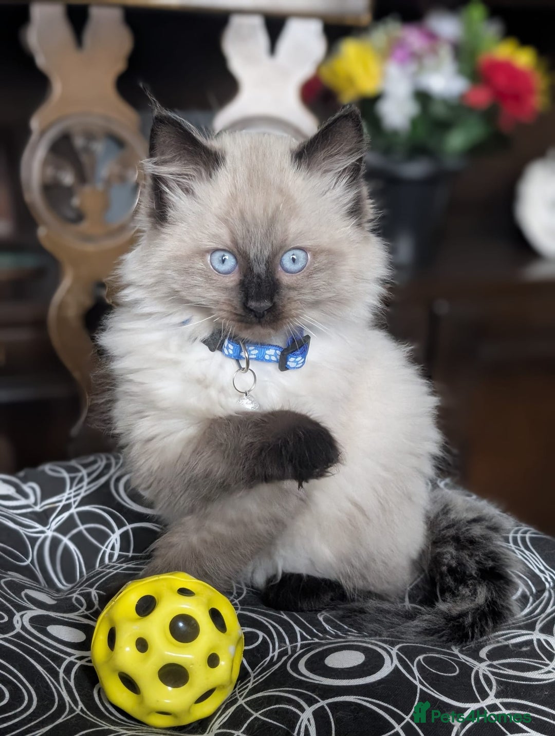 Ragdoll cats for sale: **Stunning litter of 4 ragdoll kittens** - Advert 7