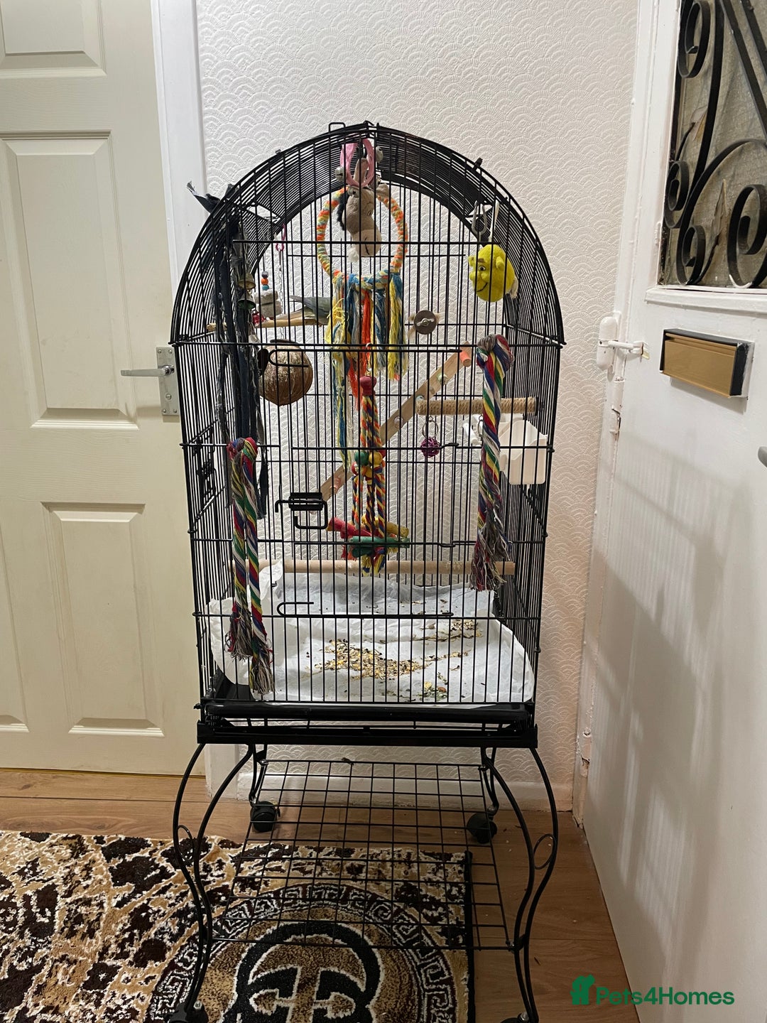 Conures birds for sale: 100% Silly tame conure  - Advert 8