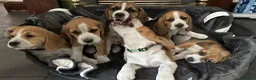 Beagle dogs for sale: Adorable Beagle puppies for sale  - Advert 26