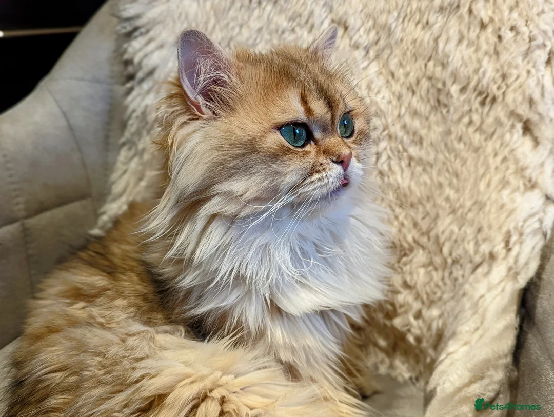 Scottish Fold cats for stud: Import pedigree for stud in Ивсхам - Advert 3