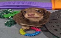 Miniature Dachshund dogs for sale: Long coat miniature Dachshund puppies. - Image 2