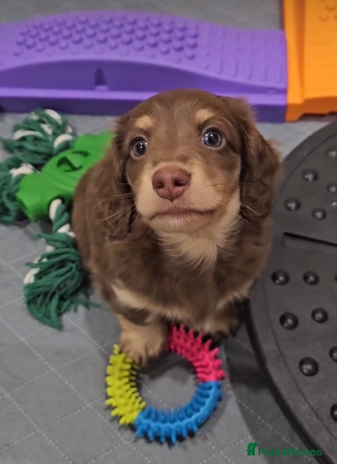 Miniature Dachshund dogs for sale: Long coat miniature Dachshund puppies. - Image 2