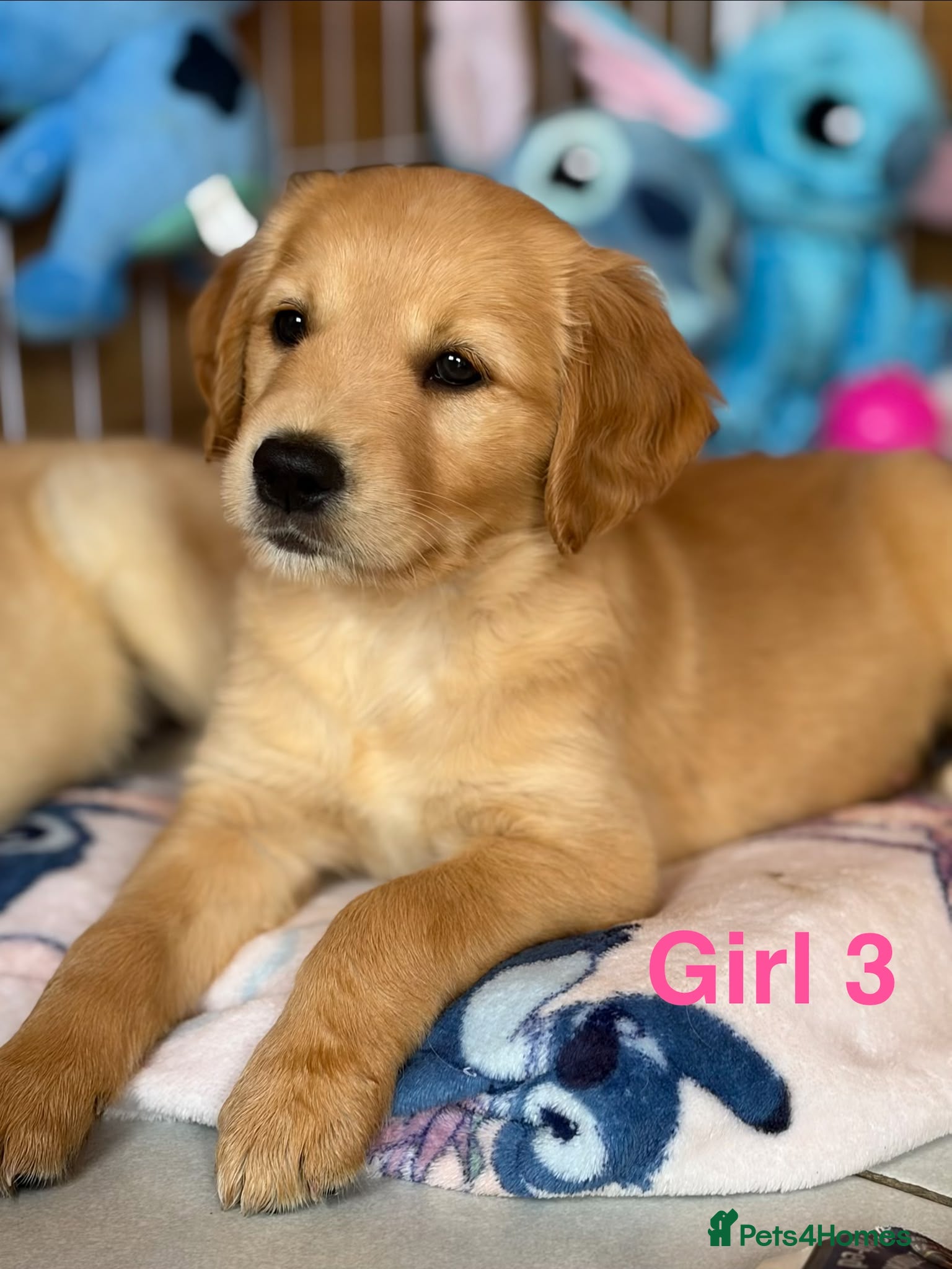 Golden Retriever dogs Kc registered golden retriever puppies !!! - Advert 2
