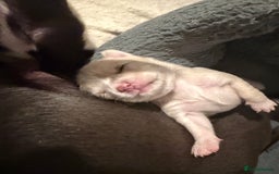 Chihuahua dogs for sale: 1 Female Chihuahua left ready to leave Now! - Advert 5