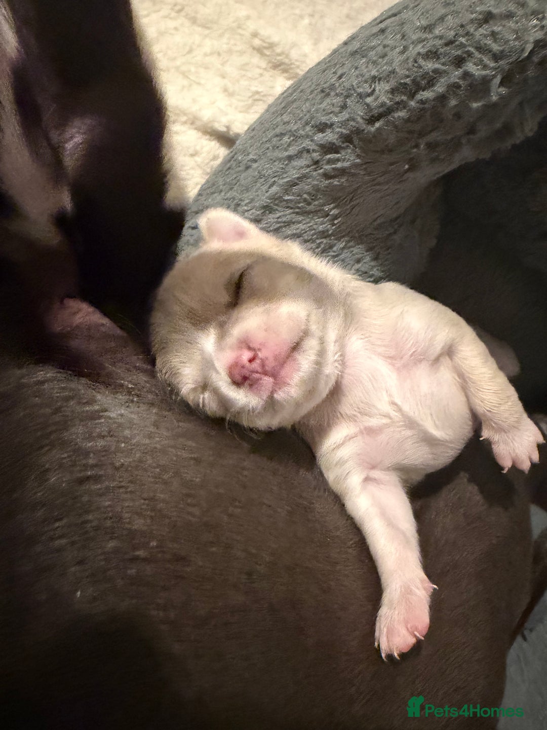 Chihuahua dogs for sale: 1 Female Chihuahua left ready to leave Now! - Advert 5