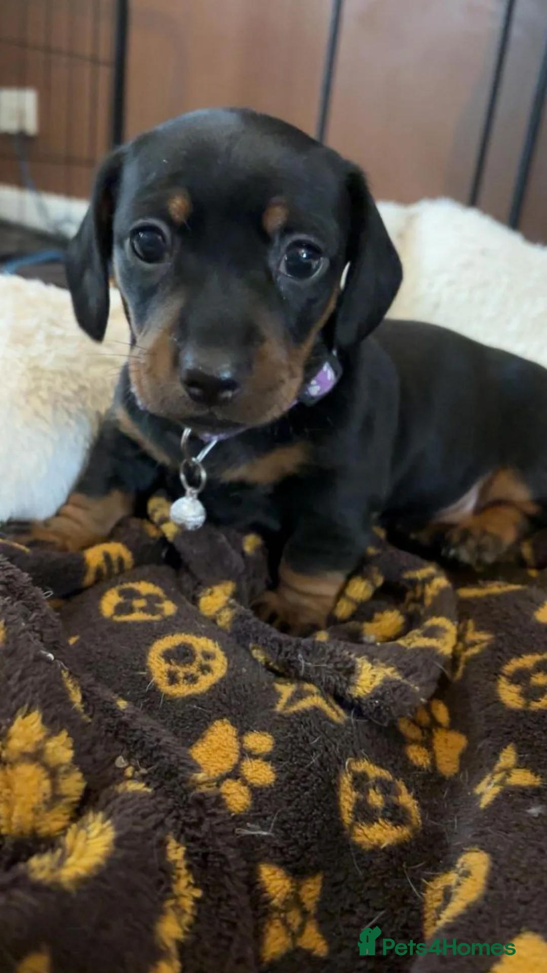 Miniature Dachshund dogs for sale: Beautiful Miniature Dachshund puppies in Glasgow - Advert 3