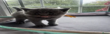 British Shorthair Kitten 1