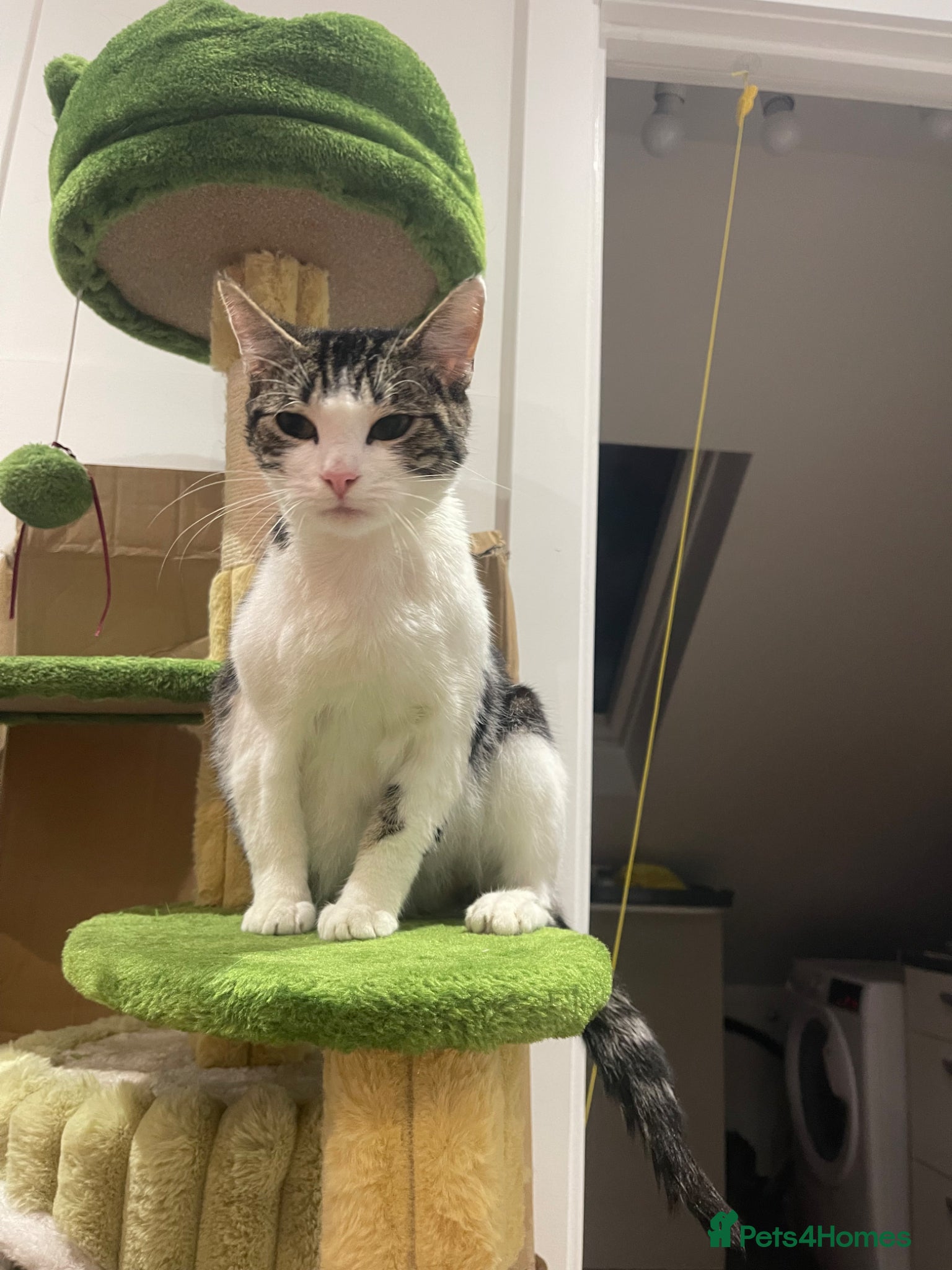 European cats Pregnant Stray about 1 years old - Advert 3