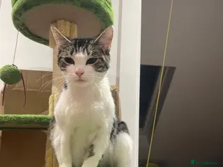 European cats Pregnant Stray about 1 years old - Advert 3