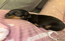 Chiweenie dogs for sale: 3 Beautiful chiwennie Girls - Advert 4