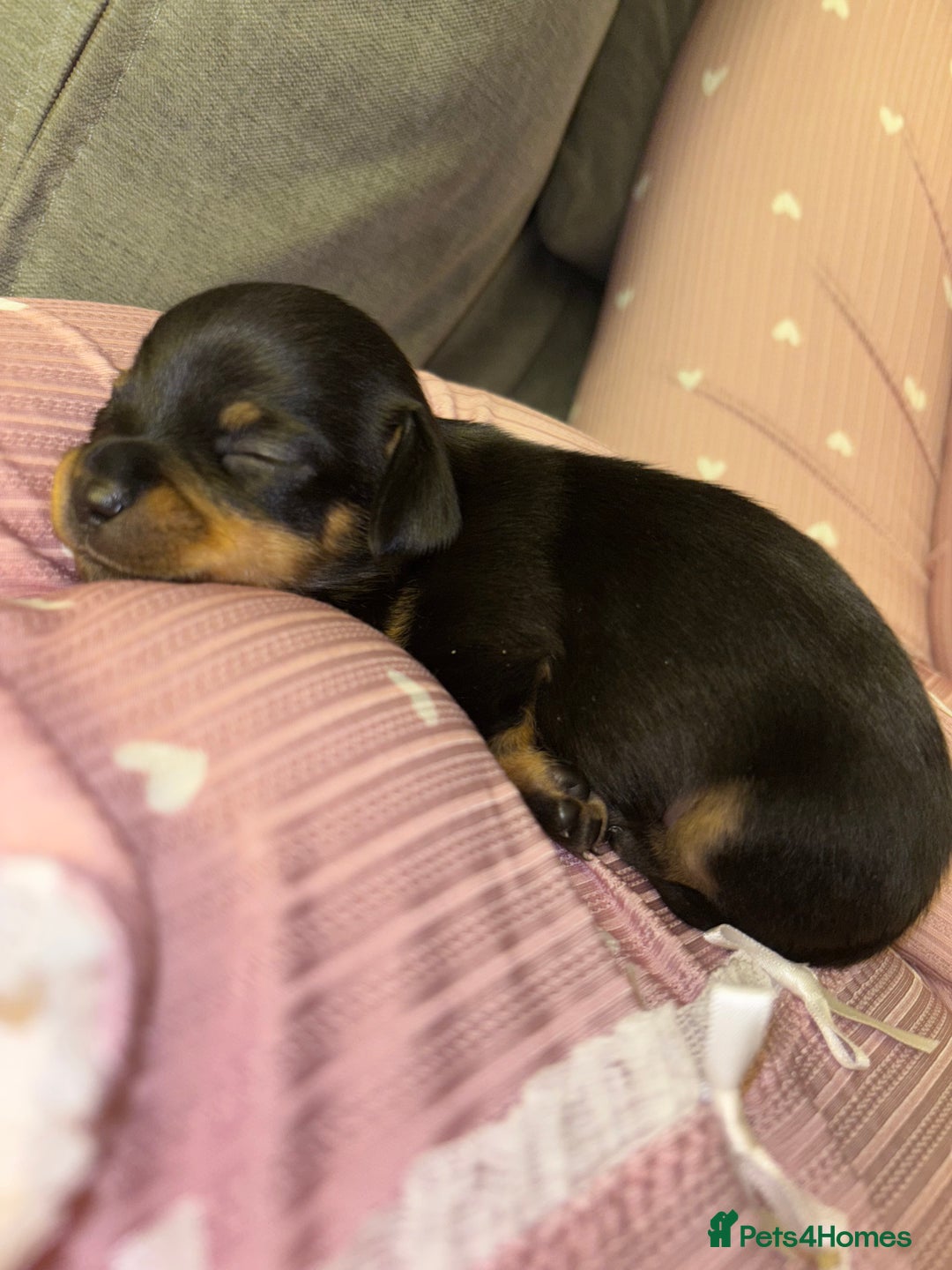 Chiweenie dogs for sale: 3 Beautiful chiwennie Girls - Advert 4