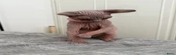 Sphynx cats for sale: Special Reduced Price Blue-Eyed Sphynx / TICA Reg - Advert 19