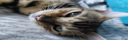 Bengal cats for sale: Female glitter Bengal for sale - Advert 23
