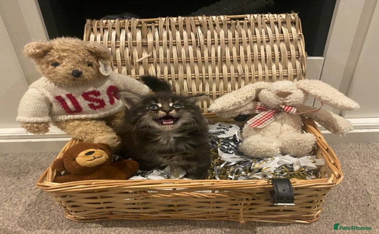 Maine Coon cats ✨pedigree maine coon kittens - Extra Large lines ✨ - Advert 1