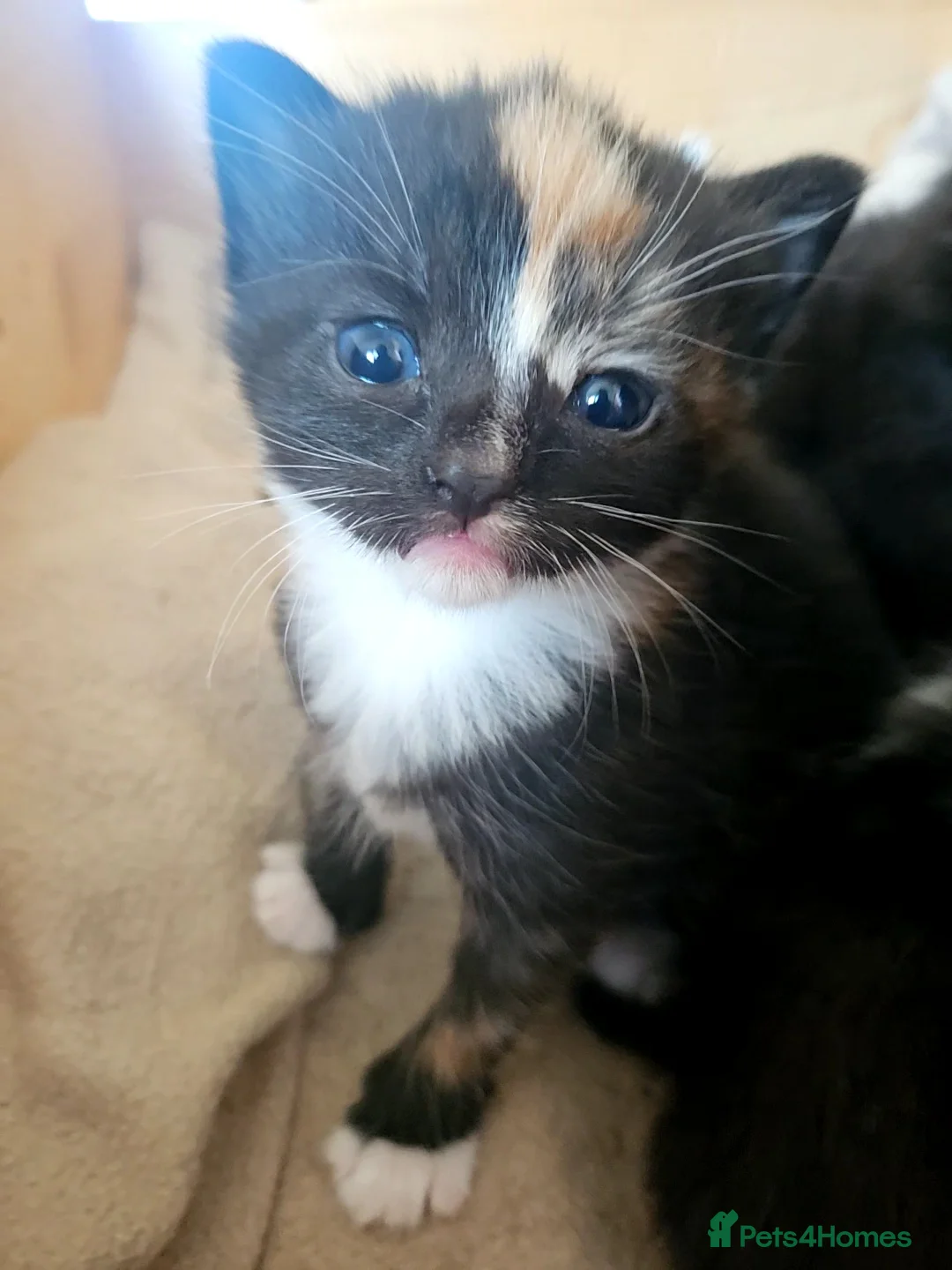 Mixed Breed cats for sale: Kittens - Advert 12