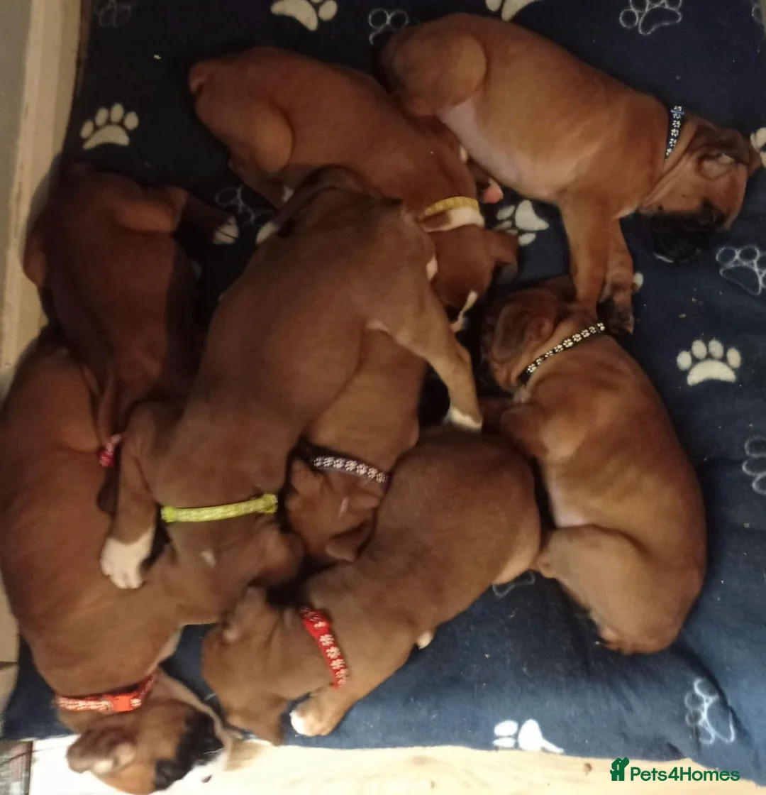 Boxer dogs for stud: 💥TOP QUALITY PROVEN FLASHY KC BOBTAIL FOR STUD💥 in Liverpool - Advert 10