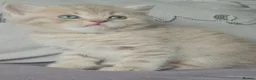 British Shorthair cats for stud: Stud duties only Blue Boy - Advert 8