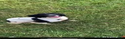 English Springer Spaniel dogs for sale: Gorgeous KC Reg Springer Spaniel Pups  - Advert 4