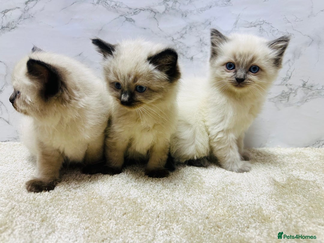 Ragdoll cats for sale: Pure Beautiful Ragdoll Kittens  - Advert 9