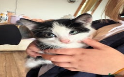 Mixed Breed cats for sale: 8 week old kittens - Image 6