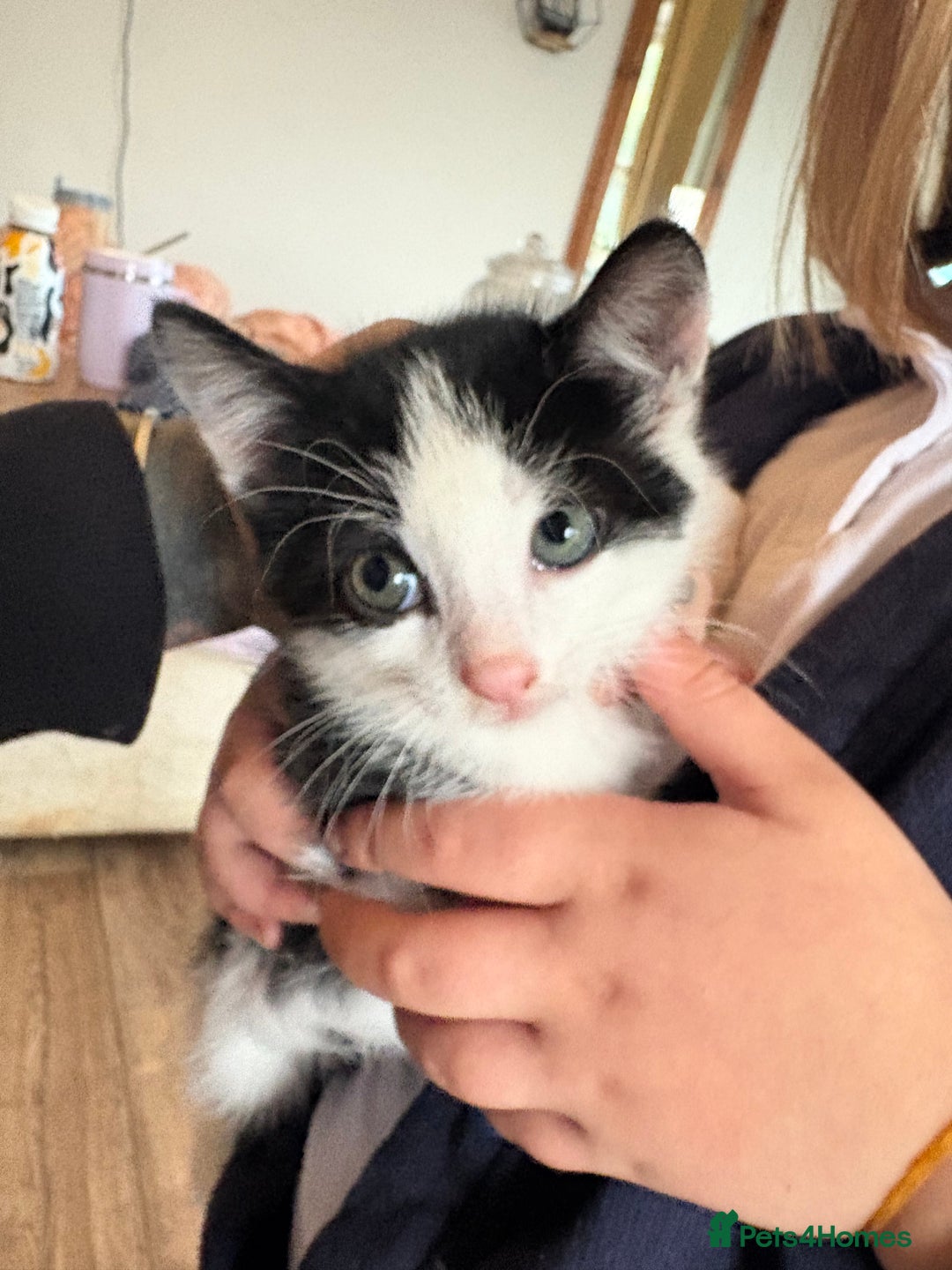Mixed Breed cats for sale: 8 week old kittens - Image 6