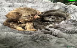 Shih Tzu dogs for sale: IMPERIAL PUPPIES READY NOW - Image 7