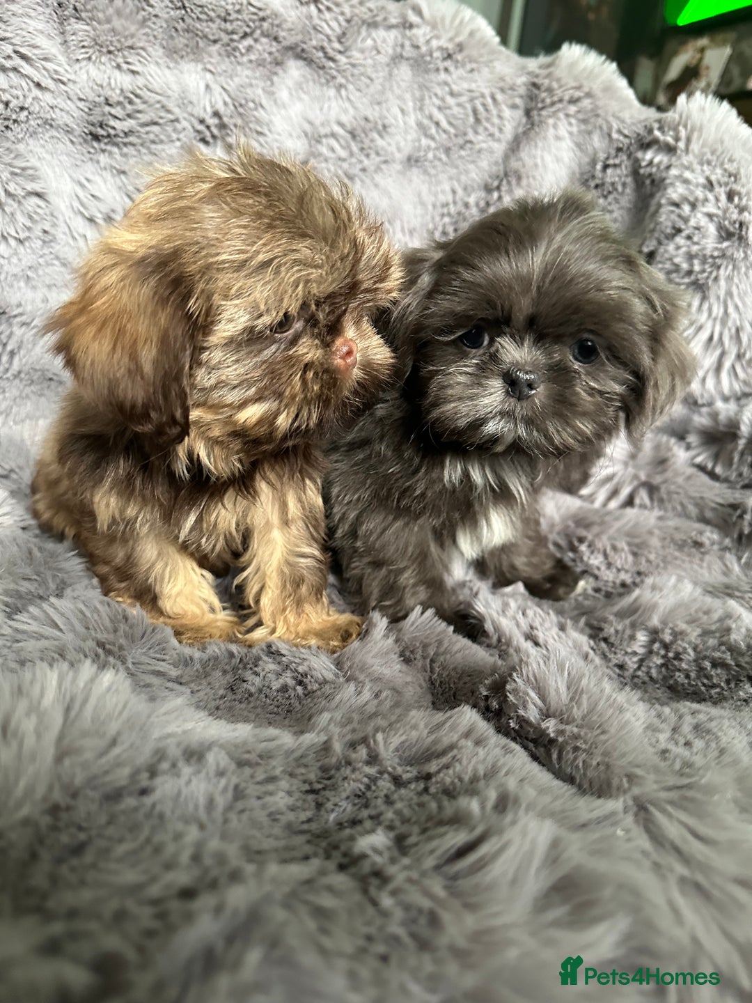 Shih Tzu dogs for sale: IMPERIAL PUPPIES READY NOW - Image 7