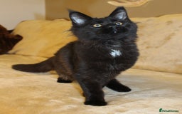 Maine Coon cats for sale: Adorable GCCF Black smoke Maine Coons kittens  - Image 1