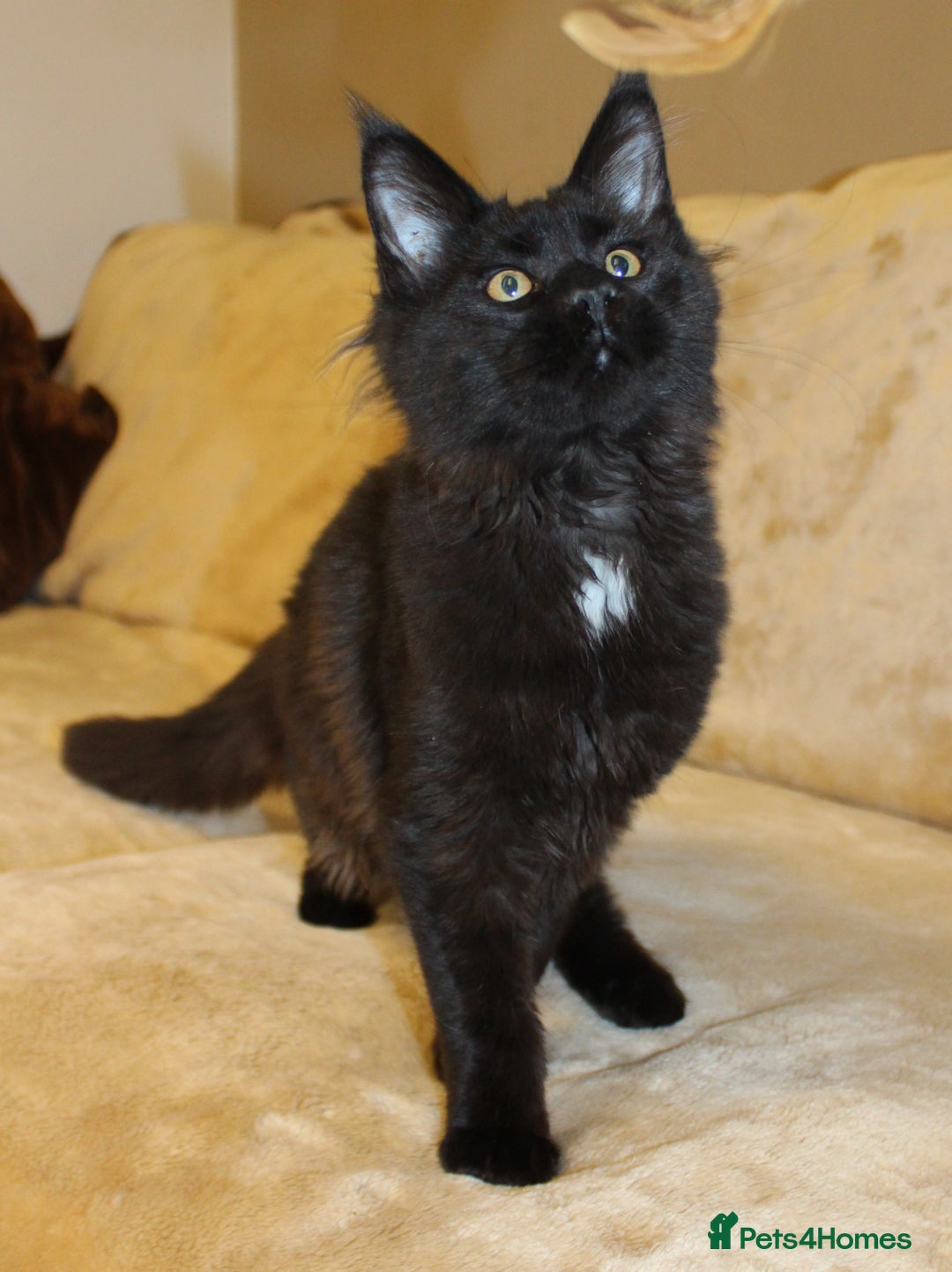 Maine Coon cats for sale: Adorable GCCF Black smoke Maine Coons kittens  - Image 1