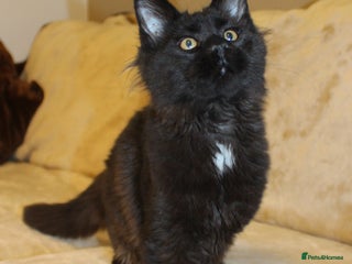 Maine Coon cats - Advert 12