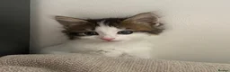 Mixed Breed cats for sale:     4 Beautiful Kittens Ready for Forever Homes ❤️ - Advert 9