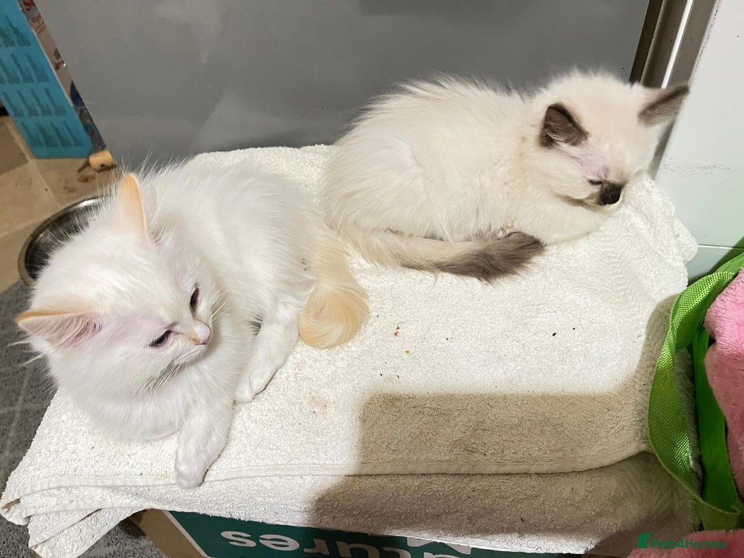 Ragdoll cats for sale: 4 Ragdoll Kittens - Advert 24