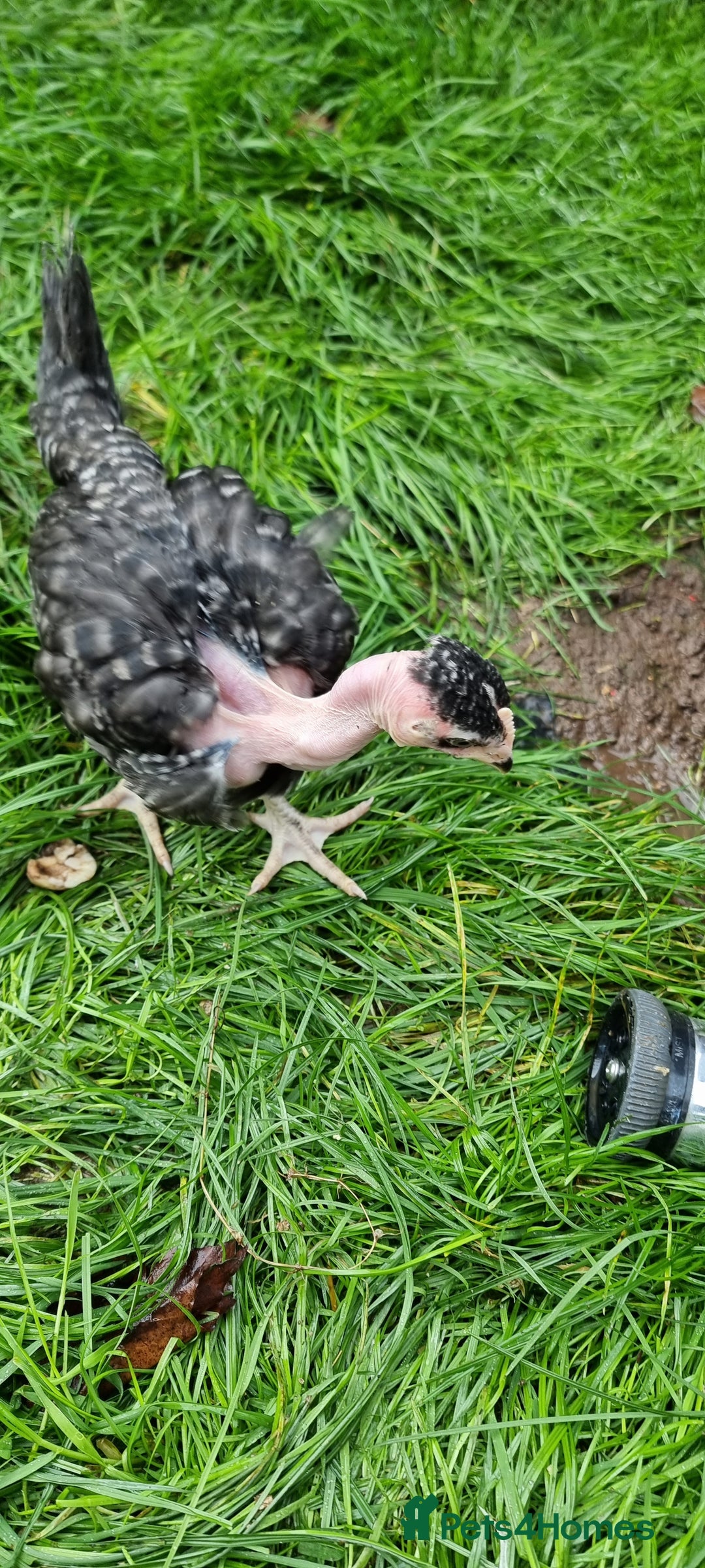 Chickens poultry for sale: Transylvanian Naked Neck Chicks - Image 21