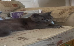 British Shorthair cats for sale: 🐾 Beautiful British Shorthair Kittens Ready Soon! - Image 2