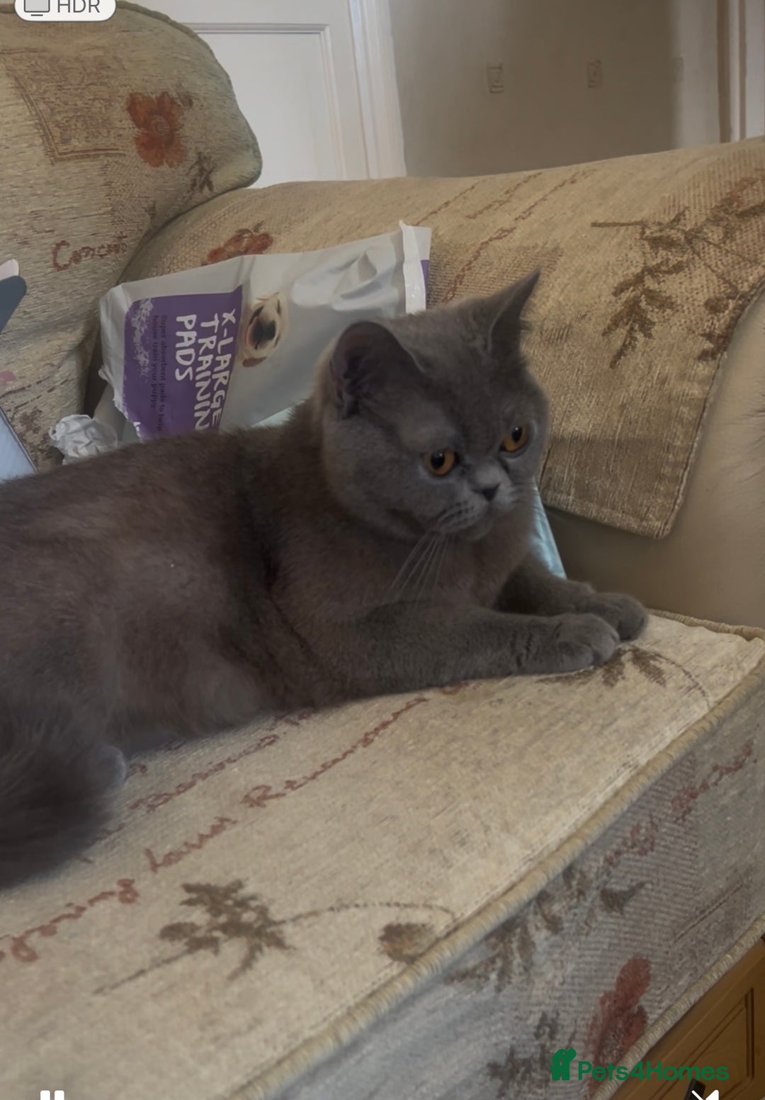 British Shorthair cats for sale: 🐾 Beautiful British Shorthair Kittens Ready Soon! - Image 2