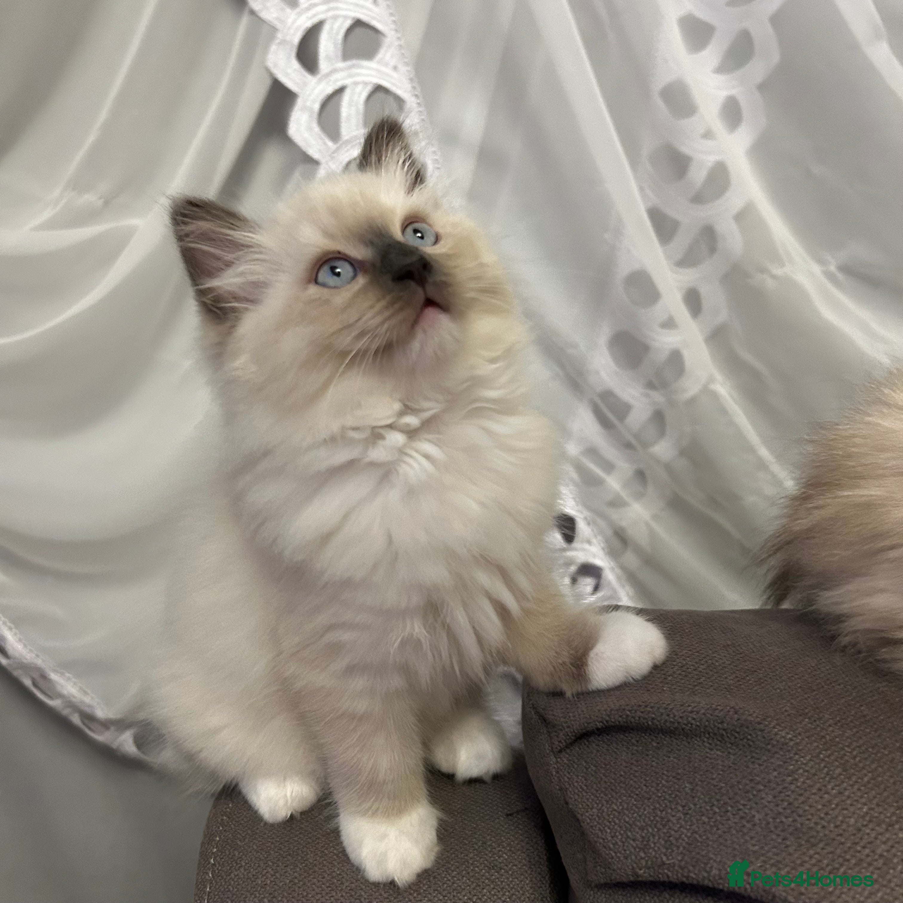 Ragdoll cats 😻Beautiful Purebred Ragdoll kittens 😻 - Advert 3