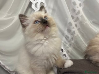 Ragdoll cats 😻Beautiful Purebred Ragdoll kittens 😻 - Advert 3