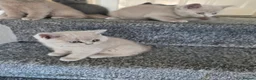 British Shorthair cats for sale: British shorthair kittens  - Advert 12