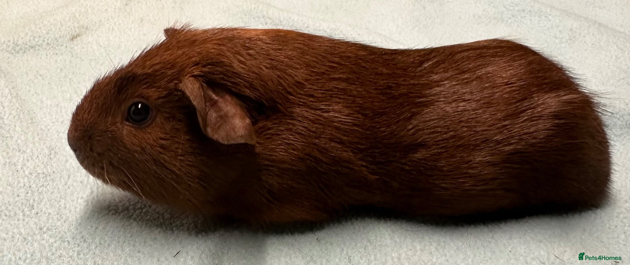 Guinea Pig rodents Baby girls and boys ready now  - Advert 14